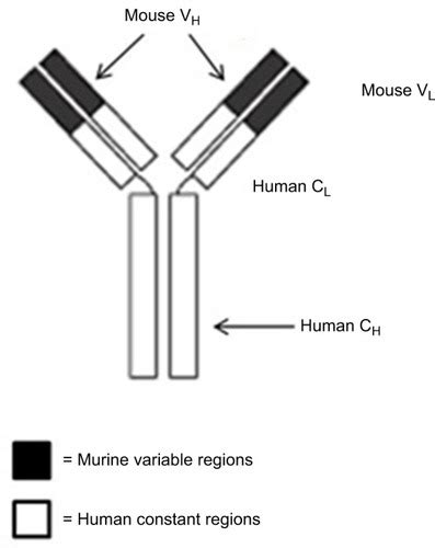 RAT ANTI RITUXIMAB 